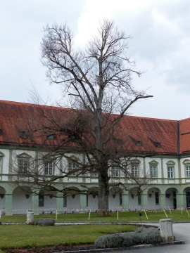 P1300588 (Blutbuche).JPG