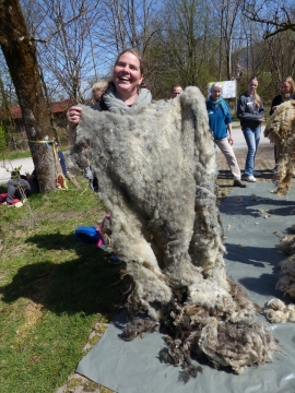 P1270289 (Verena Hausmann mit geschorener Schaf-Rohwolle).JPG