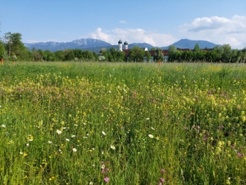 Admiral und Natterkopf (Blumenwiese mit Kloster).jpg