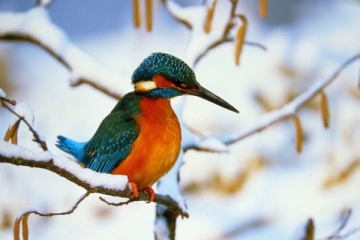P1050852 Eisvogel (Rudolf Schmidt)_verkleinert.jpg