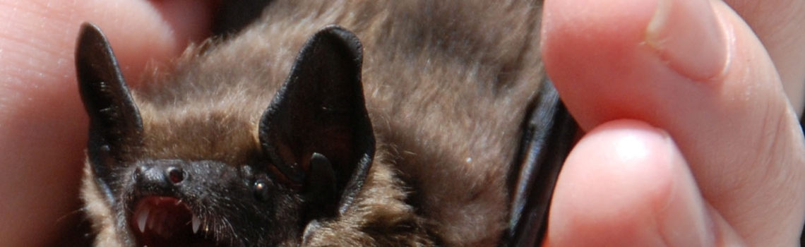Batmans kleine Freunde_r.jpg
