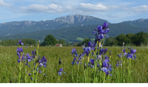 Schwertlilie vor Benediktenwand wichtig im Naturschutz im Zentrum f&uuml;r Umwelt und Kultur